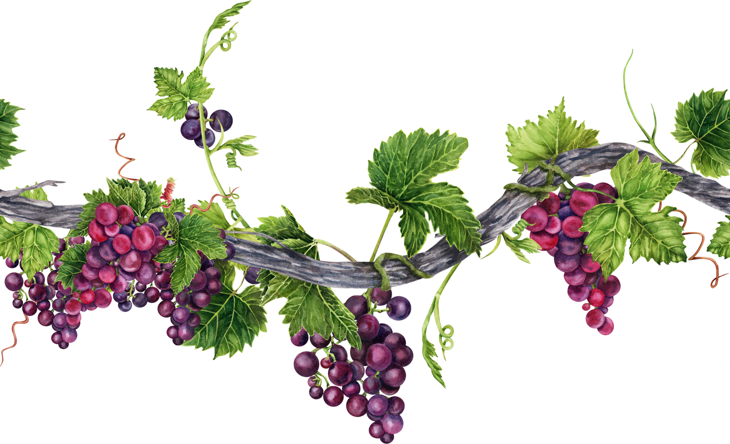 Seamless border with long grape vine, green leaves, tendrils and bunch of grapes. Hand drawn watercolor illustration of an endless element.