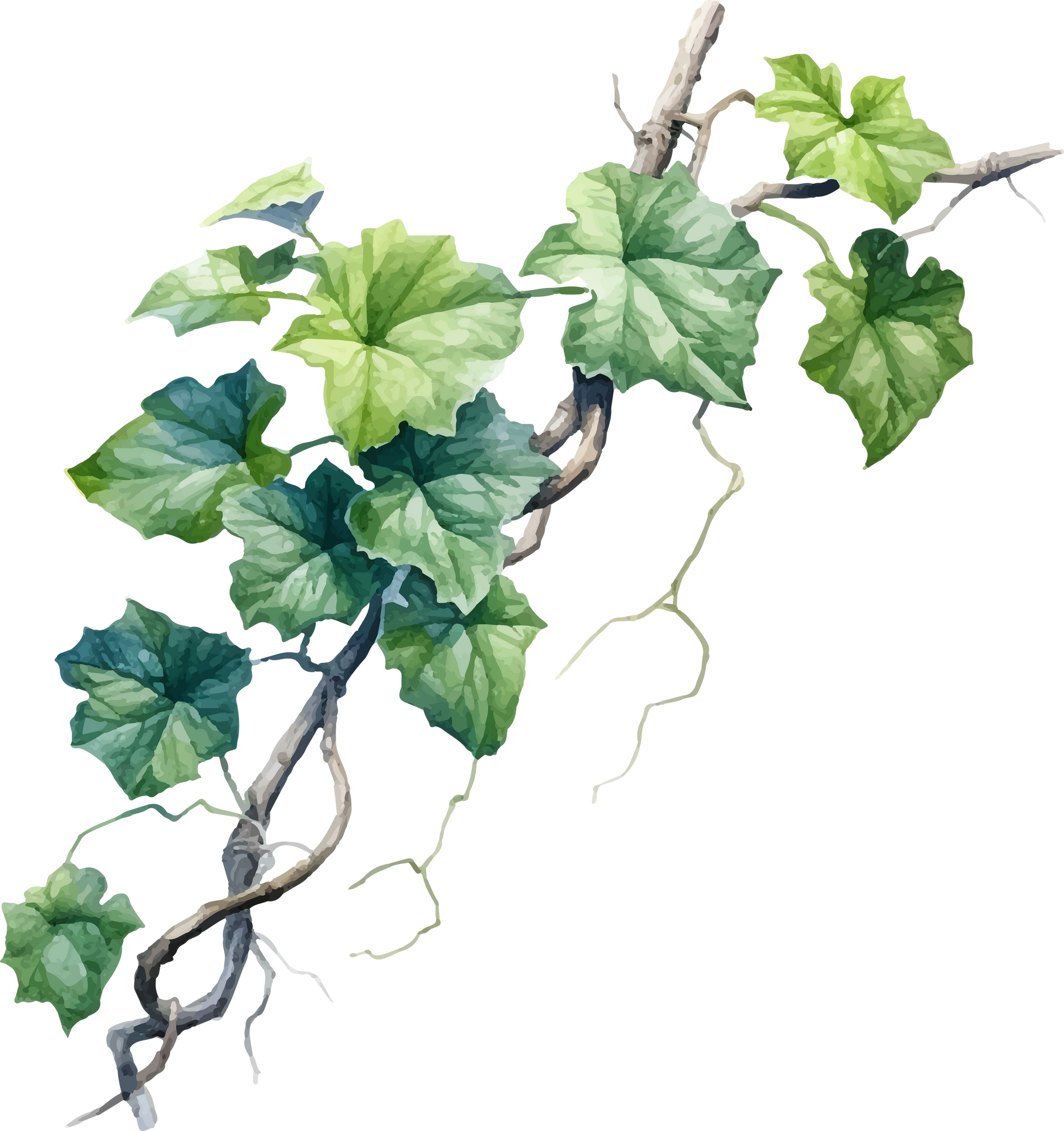 vine watercolor illustration